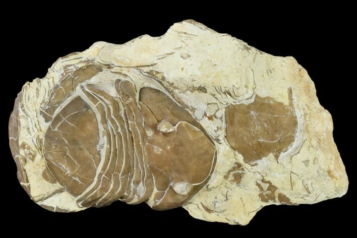 Homotelus Trilobite - Bromide Formation, Oklahoma #114507